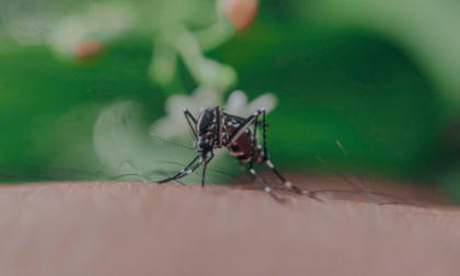 Primo caso di Dengue nel Padovano, rilevata in una coppia di San Giorgio delle Pertiche