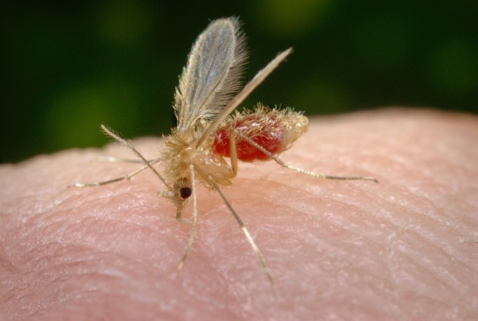 Toscana virus, primo contagio nel Padovano: è una 65enne punta da un pappatacio