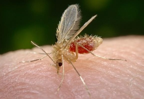 Toscana Virus, siamo al secondo caso in Veneto: un’altra donna ricoverata nel Padovano