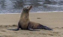 Ragazzino di Cittadella morso da una foca in Sudafrica, rischia di contrarre la rabbia