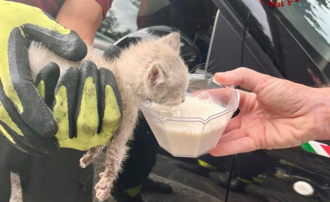 Gattino intrappolato nel motore di un’auto, viene salvato dai vigili del fuoco