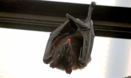 16enne morsa da un pipistrello, voleva salvarlo dal suo gatto