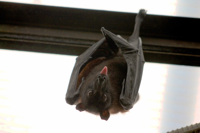 16enne morsa da un pipistrello, voleva salvarlo dal suo gatto