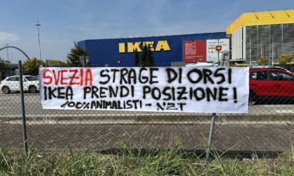 Blitz animalista a Padova, lo striscione: "Svezia strage di orsi, Ikea prendi posizione"