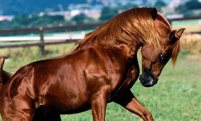 Blitz del NAS a Padova: cavallo dopato per le gare all’ippodromo e multe per 23mila euro a locali