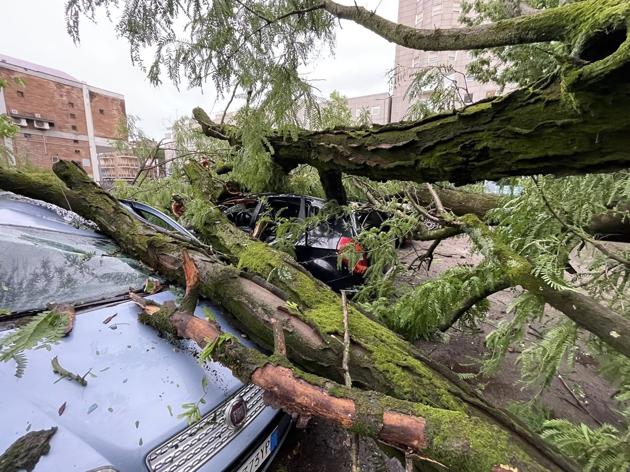 Maltempo a Padova: rami spezzati, strade allagate e disagi per i cittadini
