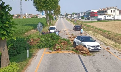 Albero cade sulle auto sulla SR11 a Rubano
