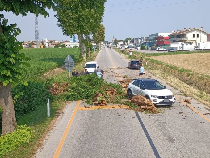 Albero cade sulle auto sulla SR11 a Rubano