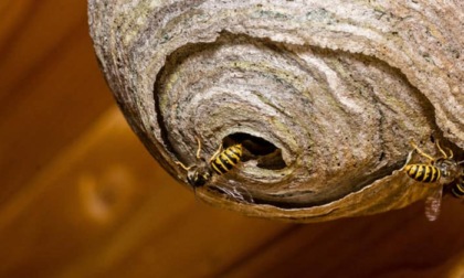 Punto da un calabrone al centro estivo, bambino finisce in shock anafilattico