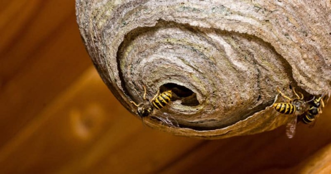 Punto da un calabrone al centro estivo, bambino finisce in shock anafilattico