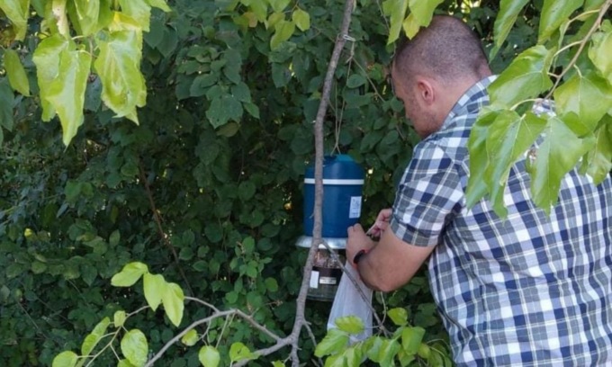West Nile e Chikungunya ovunque, ma c’è chi non ha paura e… fa da esca per le zanzare