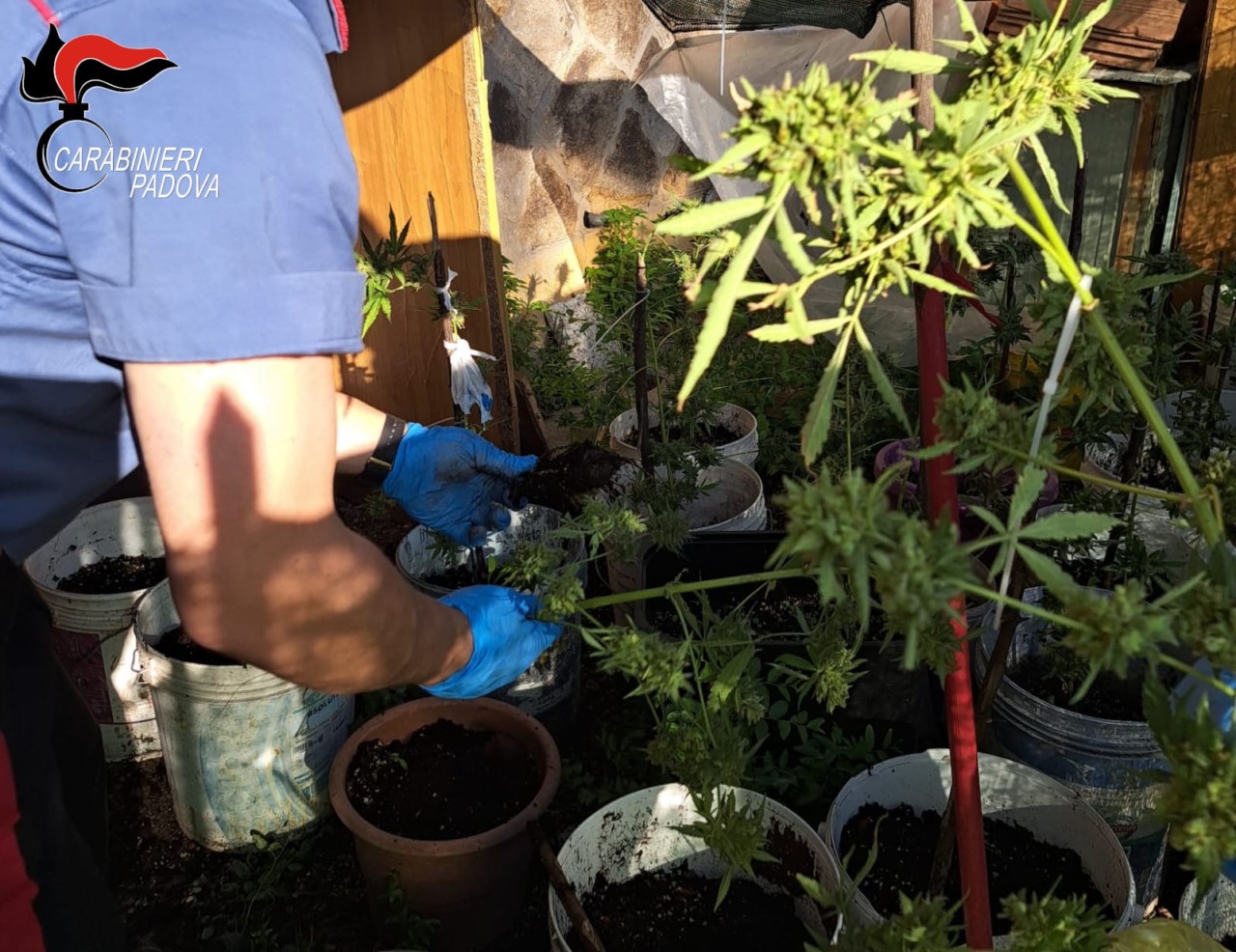 Coltivavano 20 piante di marijuana: denunciata una coppia di Monselice