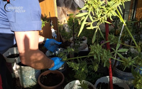 Coltivavano 20 piante di marijuana: denunciata una coppia di Monselice