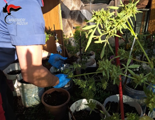 Coltivavano 20 piante di marijuana: denunciata una coppia di Monselice
