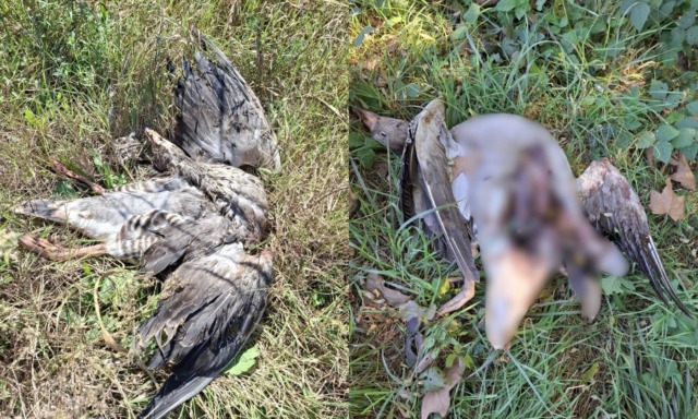 Anatre selvatiche abbattute, arriva la denuncia di “Centopercentoanimalisti”