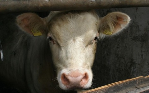 Oleandri bruciati in un campo, il fumo raggiunge un allevamento vicino: 76 bovini muoiono contemporaneamente