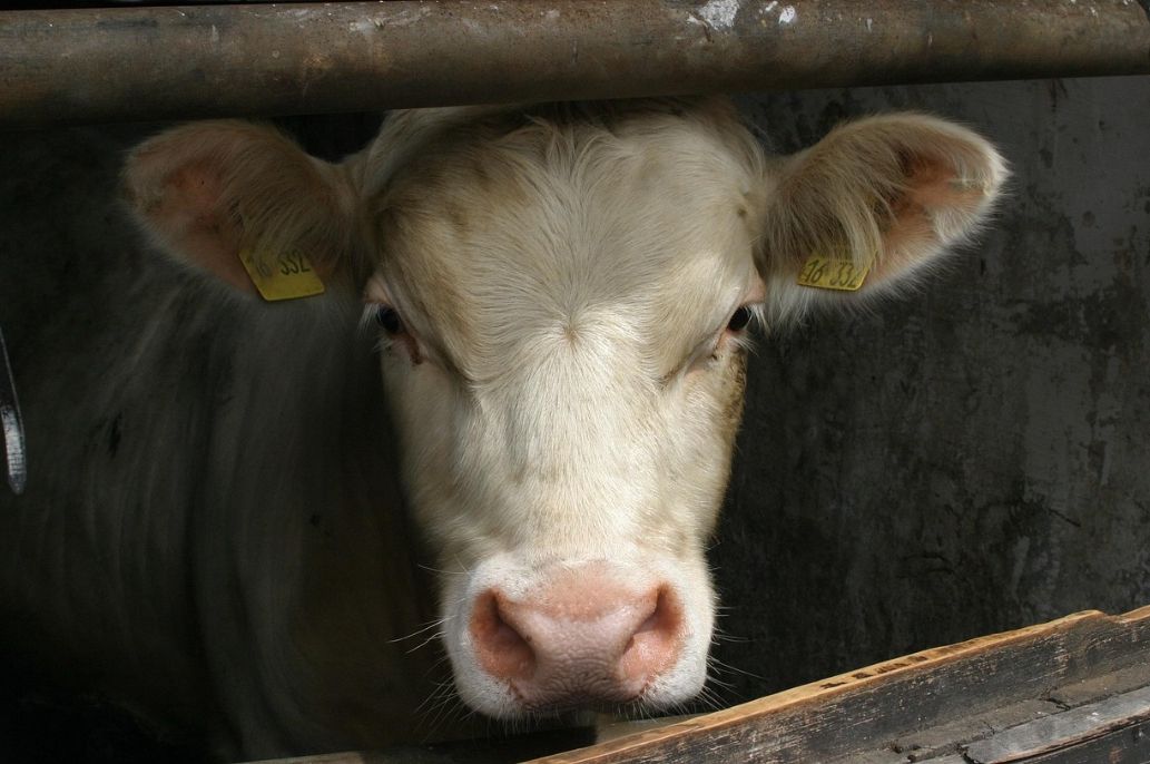 Oleandri bruciati in un campo, il fumo raggiunge un allevamento vicino: 76 bovini muoiono contemporaneamente