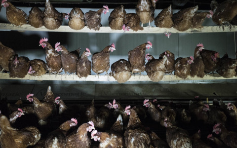 Dopo il servizio di Report, scattano i controlli sanitari nell’allevamento a Lozzo Atestino