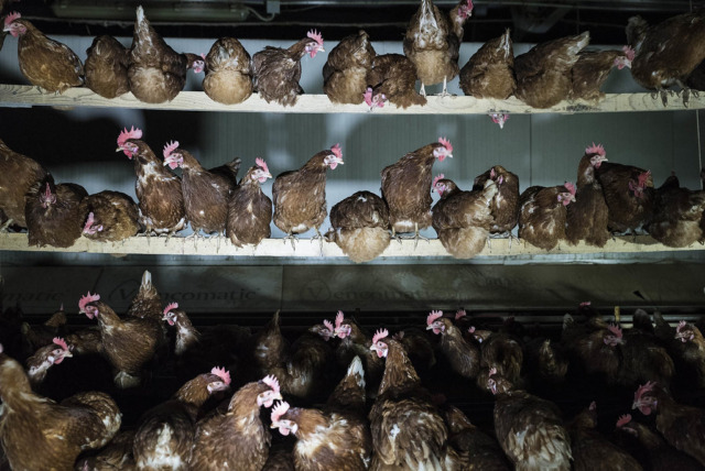 Dopo il servizio di Report, scattano i controlli sanitari nell’allevamento a Lozzo Atestino