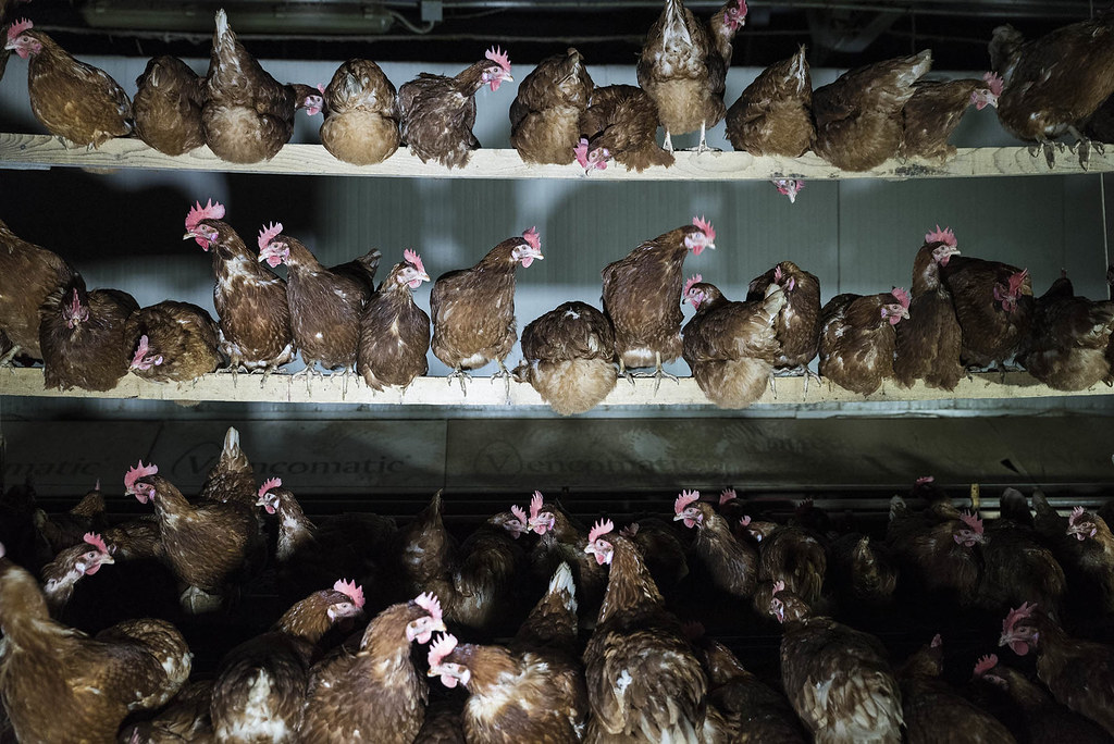 Dopo il servizio di Report, scattano i controlli sanitari nell’allevamento a Lozzo Atestino