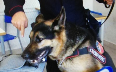 In soffitta nascondeva cocaina e 50mila euro in contanti: scoperti dal fiuto del cane “Zico”