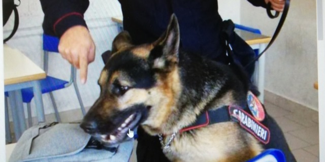 In soffitta nascondeva cocaina e 50mila euro in contanti: scoperti dal fiuto del cane “Zico”