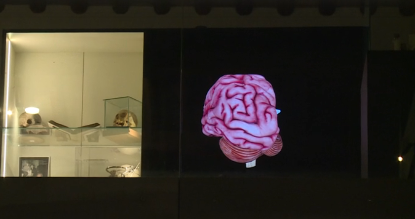 Virus e batteri: un mondo microscopico svelato al Museo di Storia della Medicina di Padova