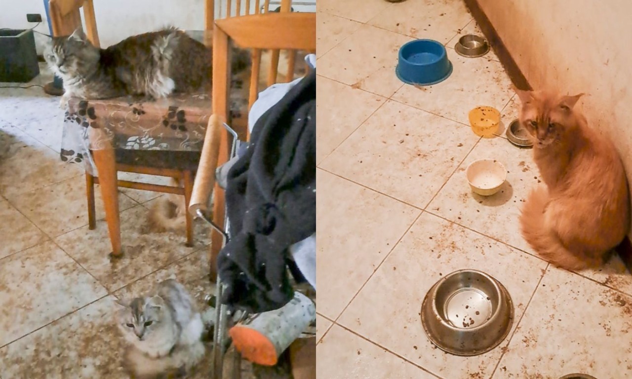 33 gatti rinchiusi in un appartamento tra i rifiuti, salvati dalla Polizia Locale