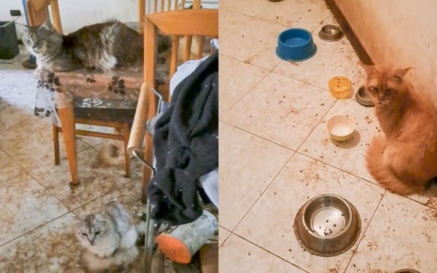 33 gatti rinchiusi in un appartamento tra i rifiuti, salvati dalla Polizia Locale